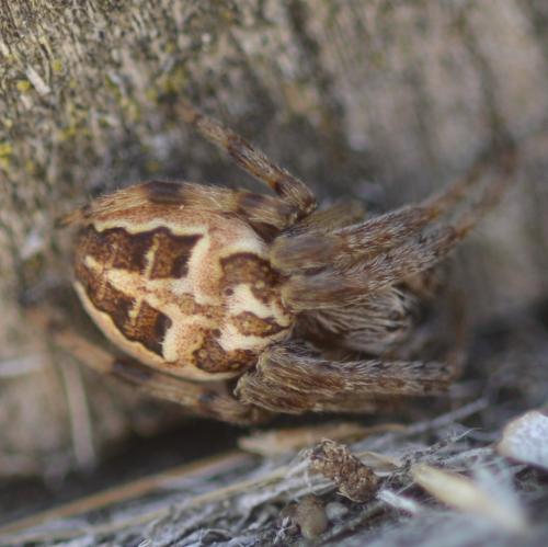 Larinioides cornutus